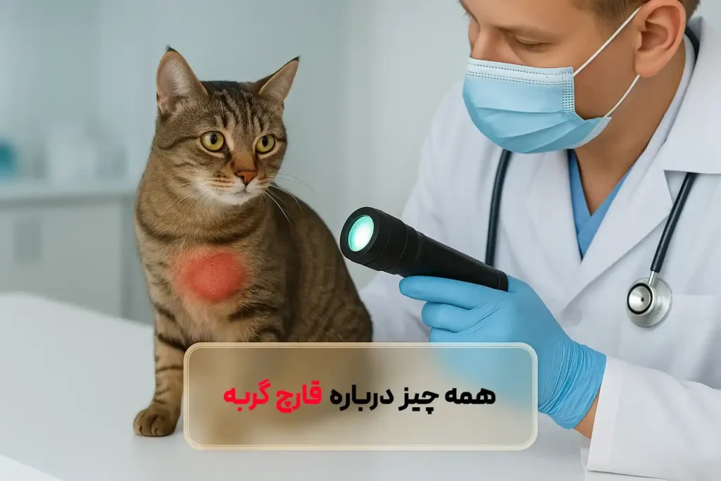قارچ پوستی گربه