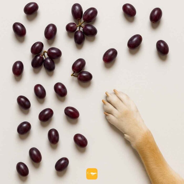 غذاهای ممنوعه برای سگ