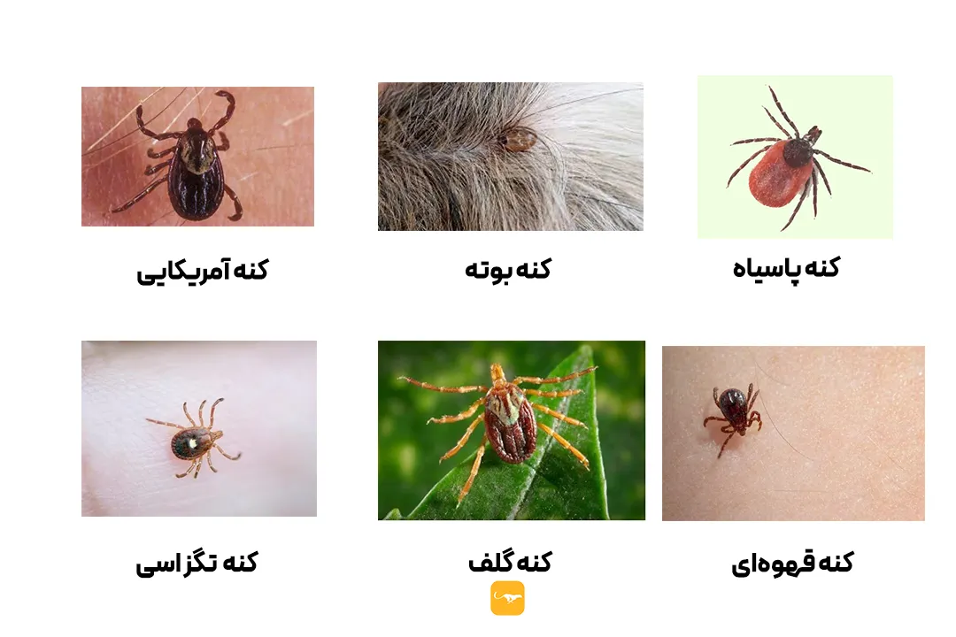 کنه سگ از کجا میاد