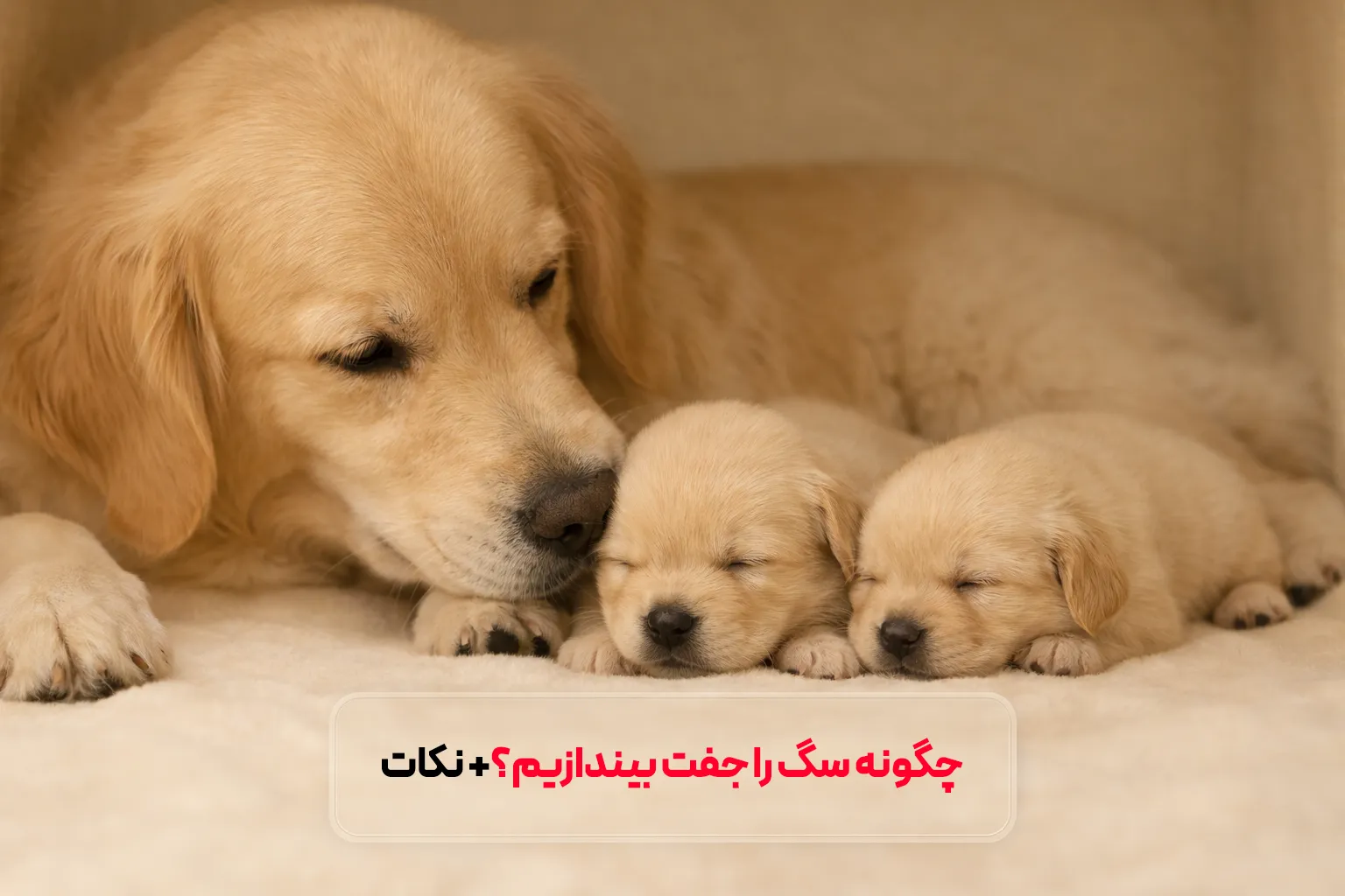 چگونه سگ را جفت بیندازیم؟ مراحل اصلی و نکات ضروری قبل از جفت‌گیری سگ‌ها