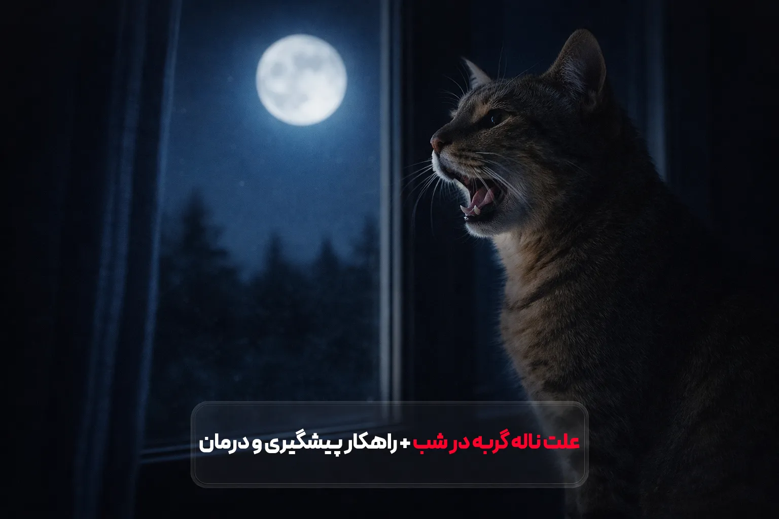 علت ناله گربه در شب: دلایل ناله گربه خانگی، خیابانی و عقیم‌شده