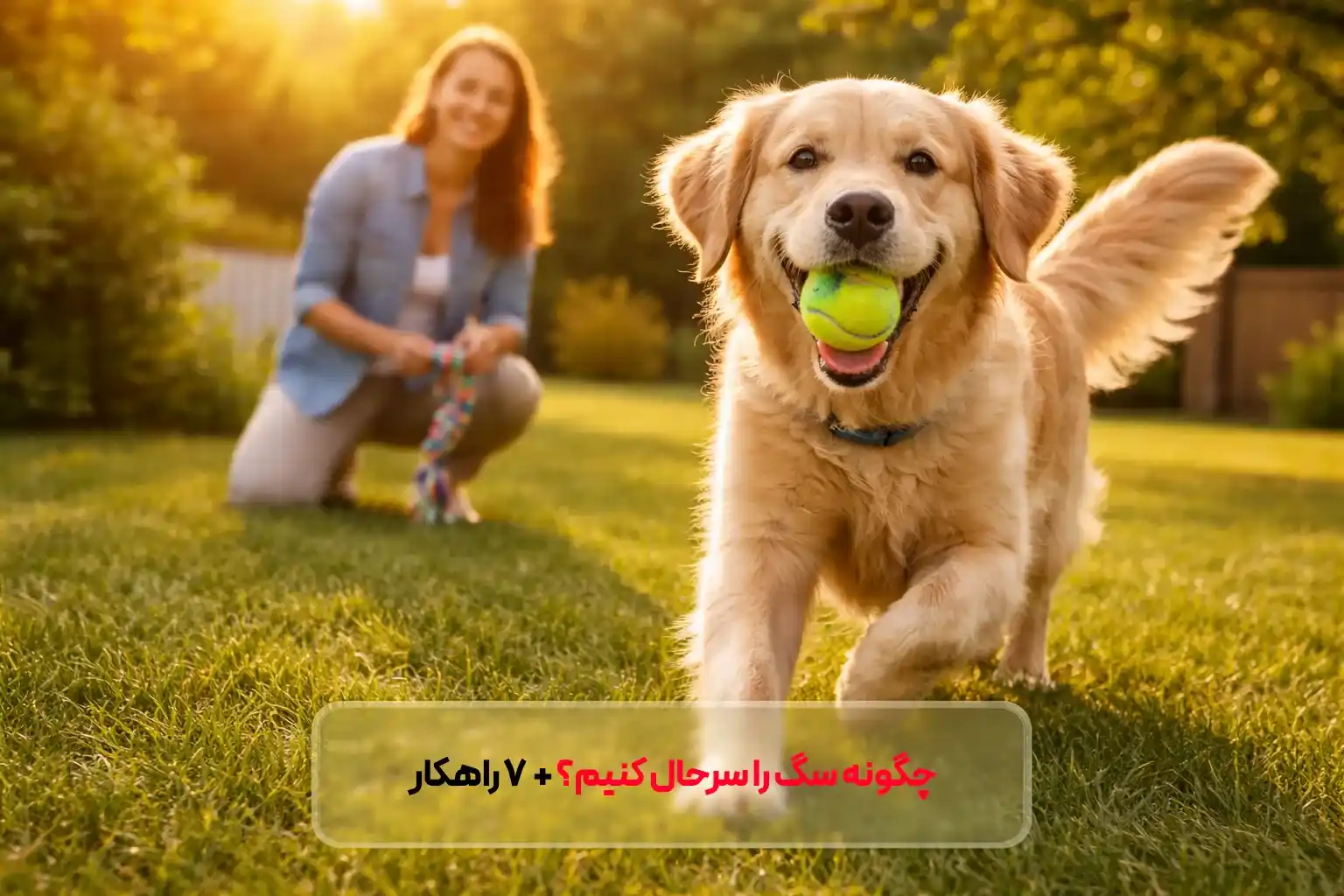چگونه سگ را سرحال کنیم؟ راهکارهای علمی برای شادابی و افزایش انرژی سگ