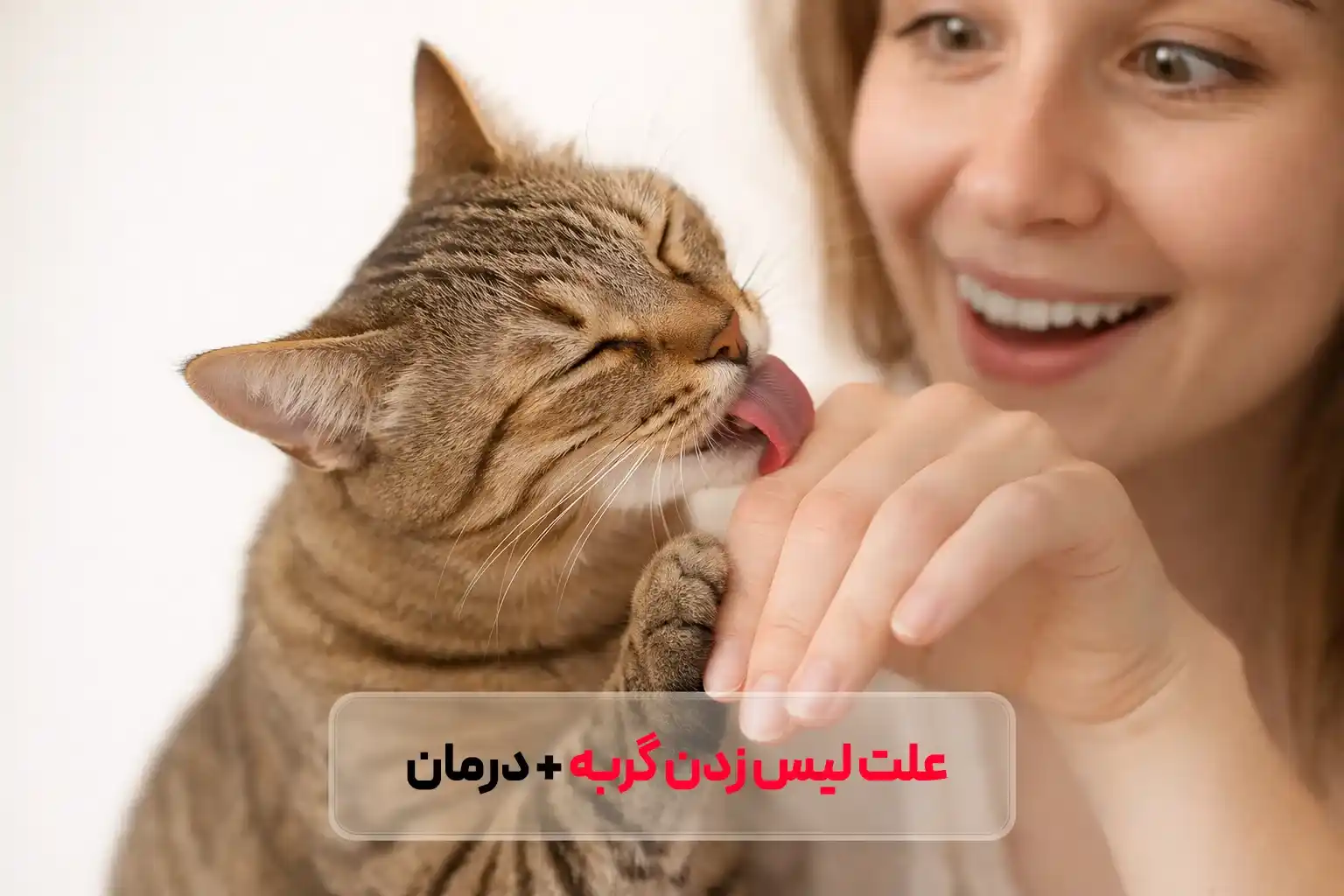علت لیس زدن گربه: چرا گربه‌ها خودشان یا صاحبشان را لیس می‌زنند؟