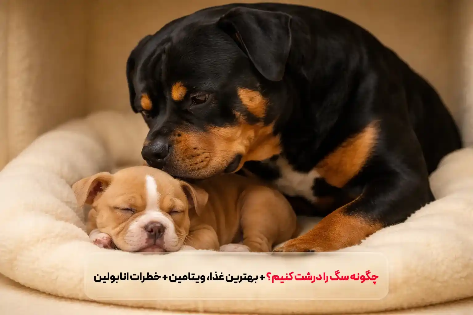 چگونه سگ را درشت کنیم؟ بهترین غذا و ویتامین + بررسی داروهای رشد سگ