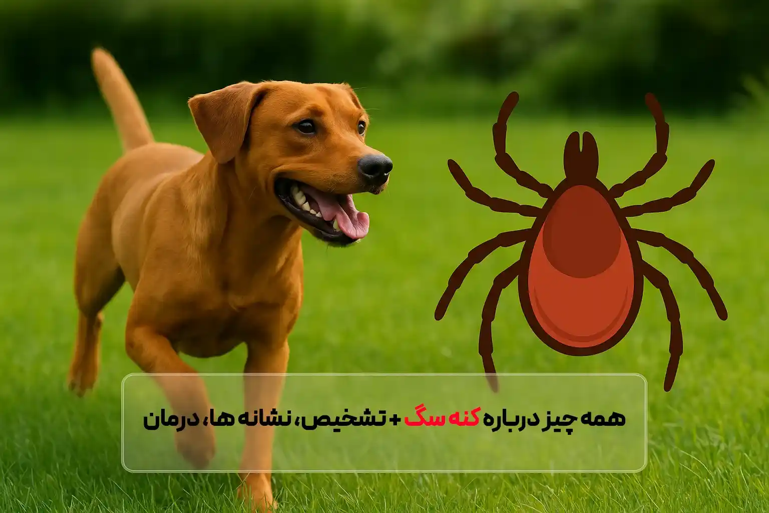 کنه سگ از کجا می‌آید و چگونه آن را در خانه درمان و پیشگیری کنیم