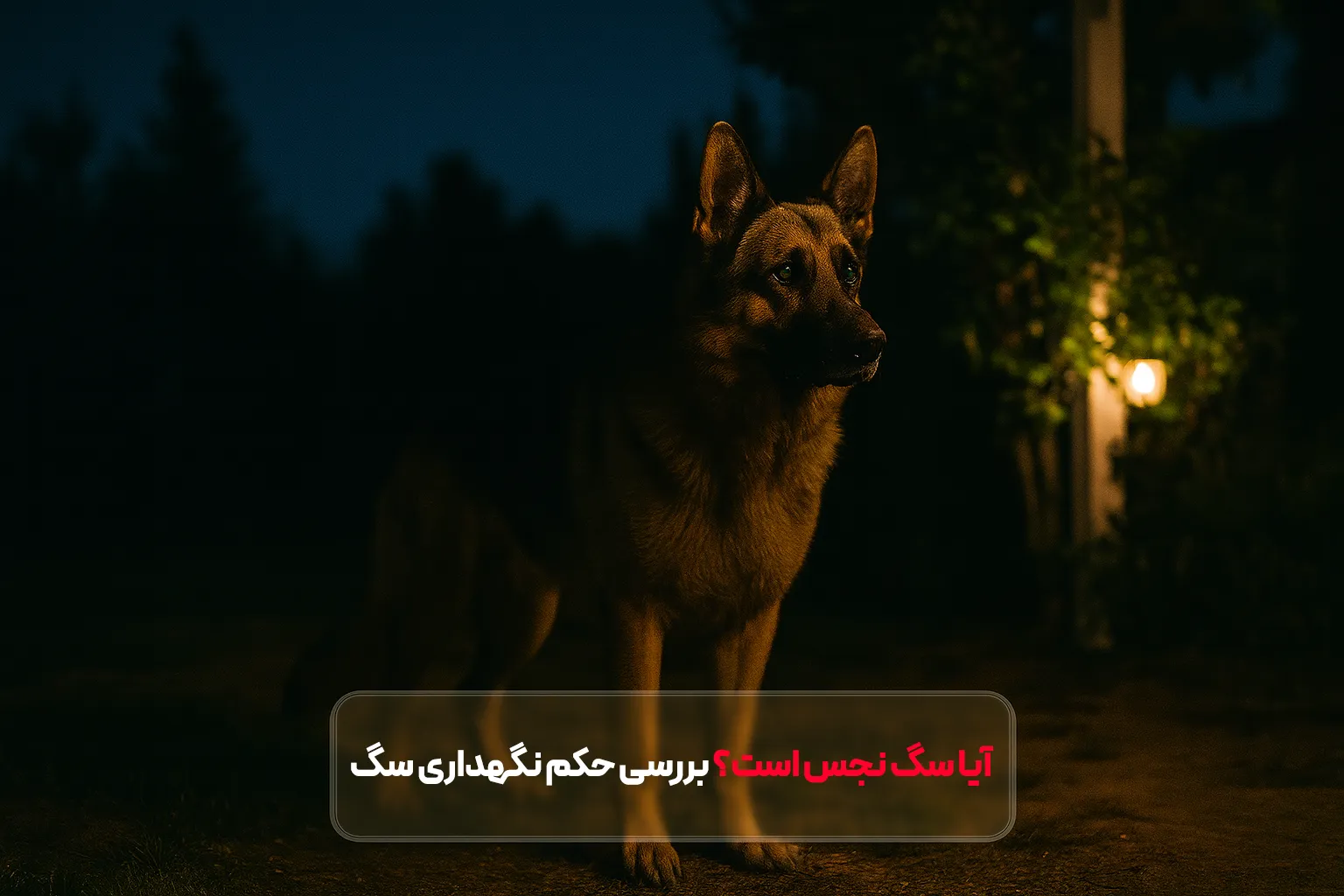 آیا سگ نجس است؟ بررسی حکم نگهداری، نفس و موی سگ از دیدگاه اسلام و فقها