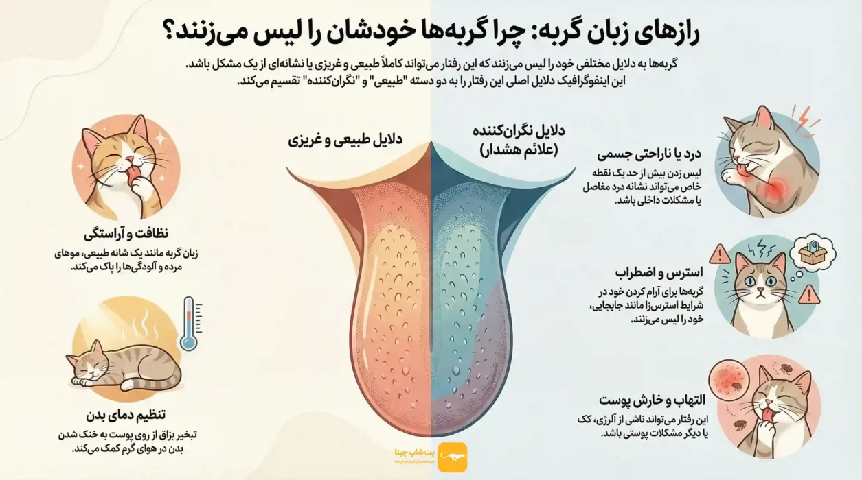 چرا گربه لیس می‌زند؟ دلایل لیس زدن خودش