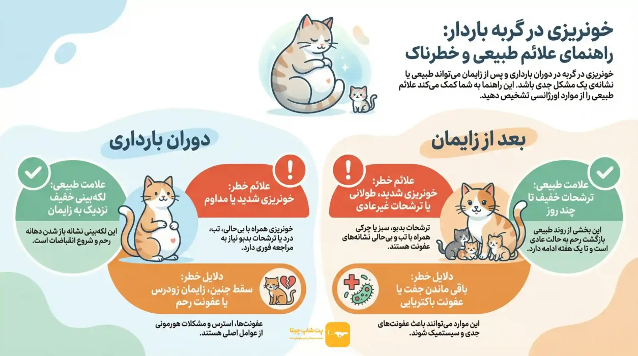 علت خونریزی در گربه ماده: قبل زایمان، بعد زایمان