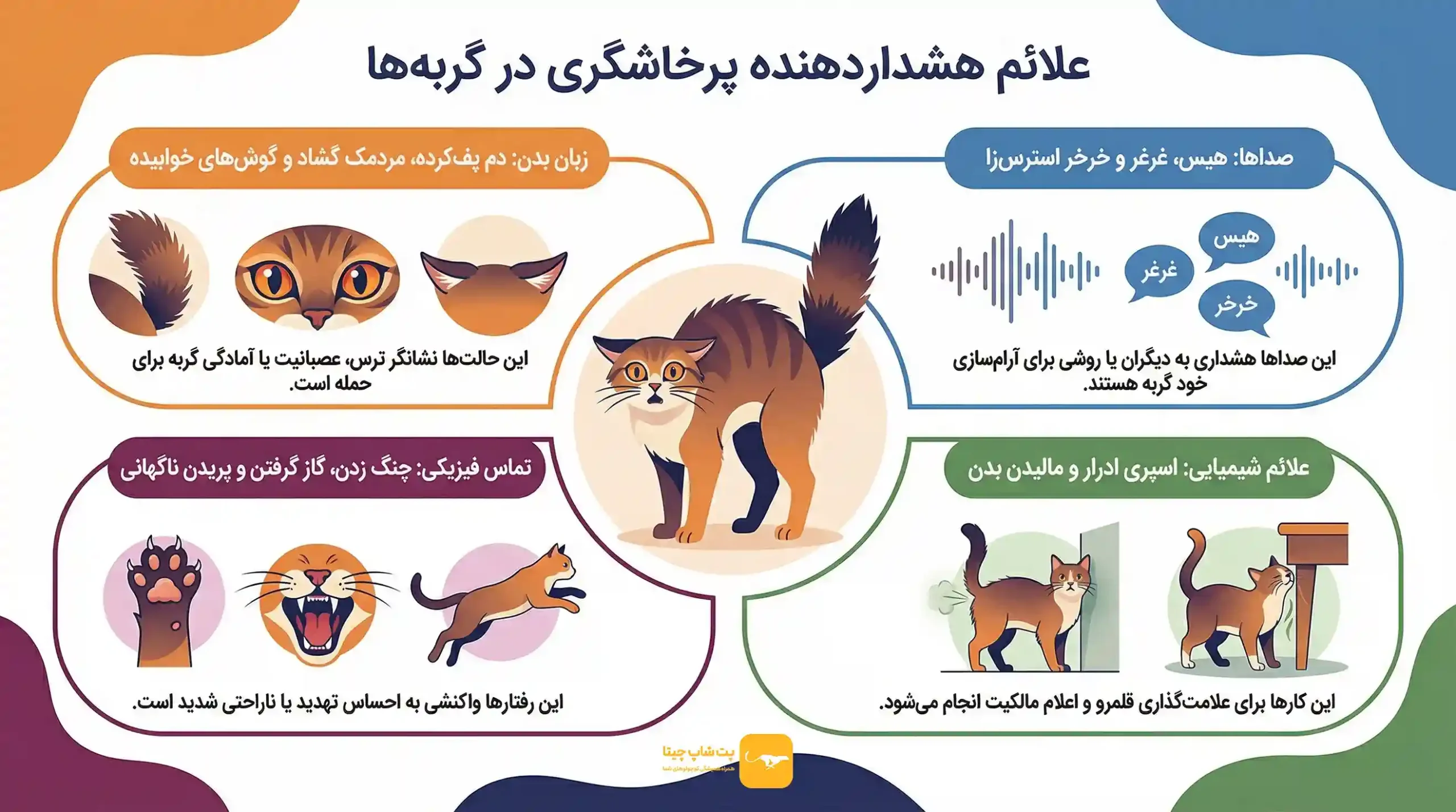 اینفوگرافی نشانه های وحشی شدن گربه خانگی