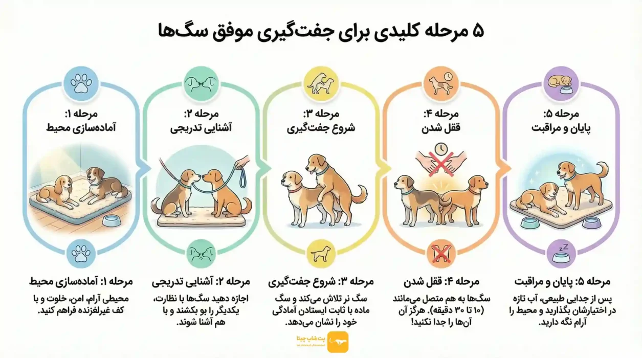 مراحل جفت گیری سگ