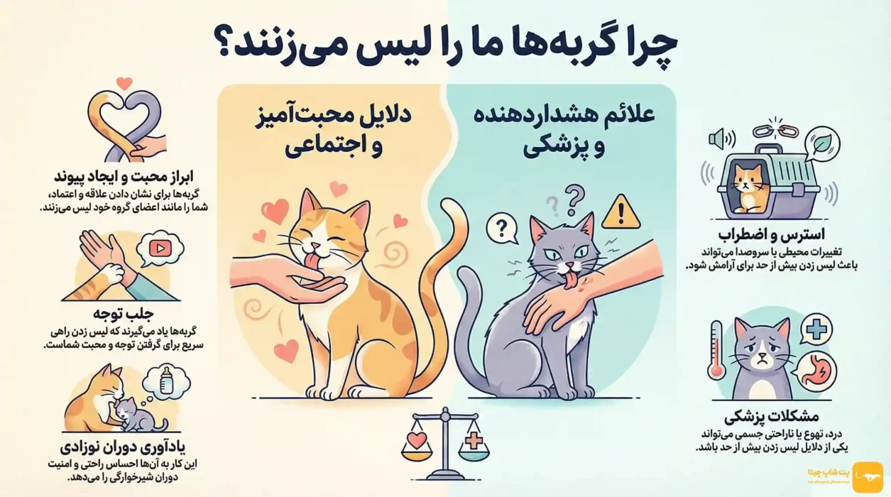 چرا گربه لیس می‌زند؟ دلایل لیس زدن صاحب