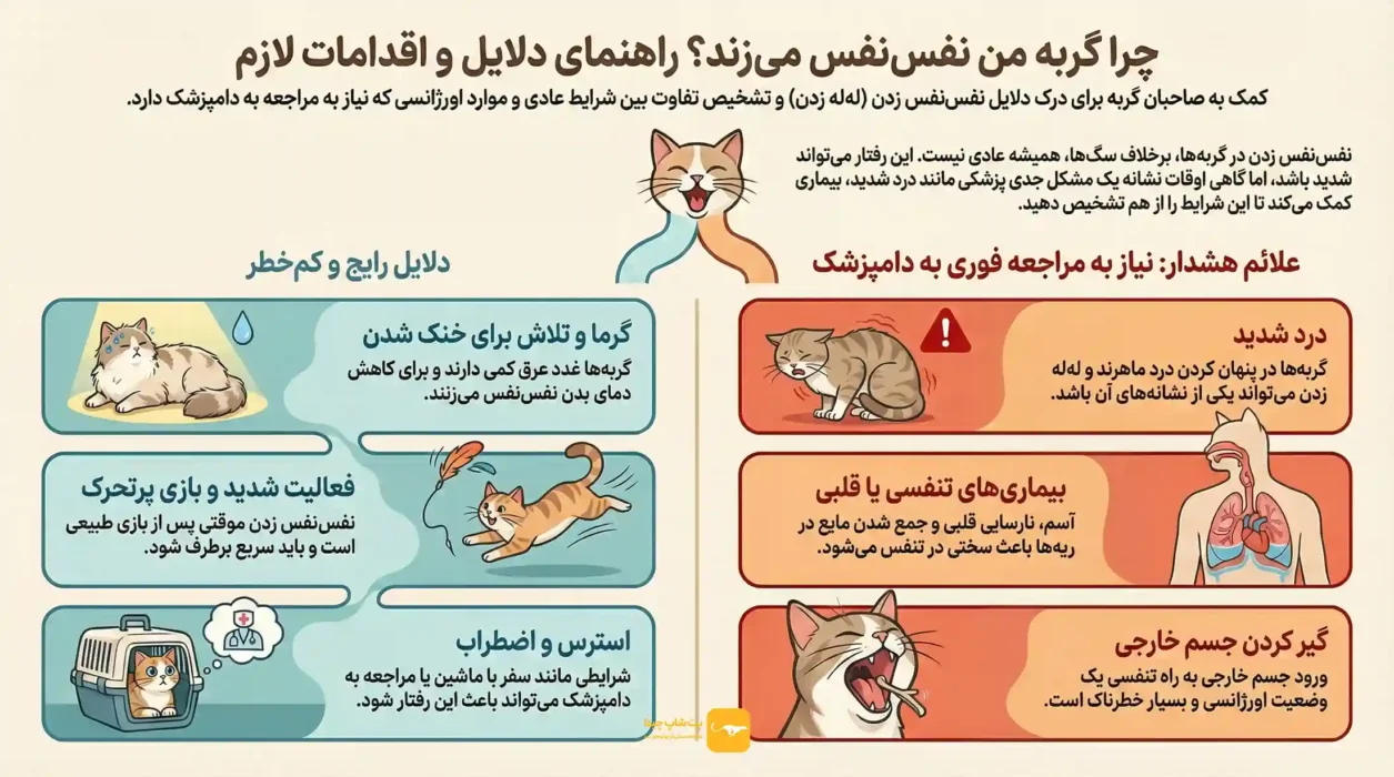 اینفوگرافی علت له له زدن گربه
