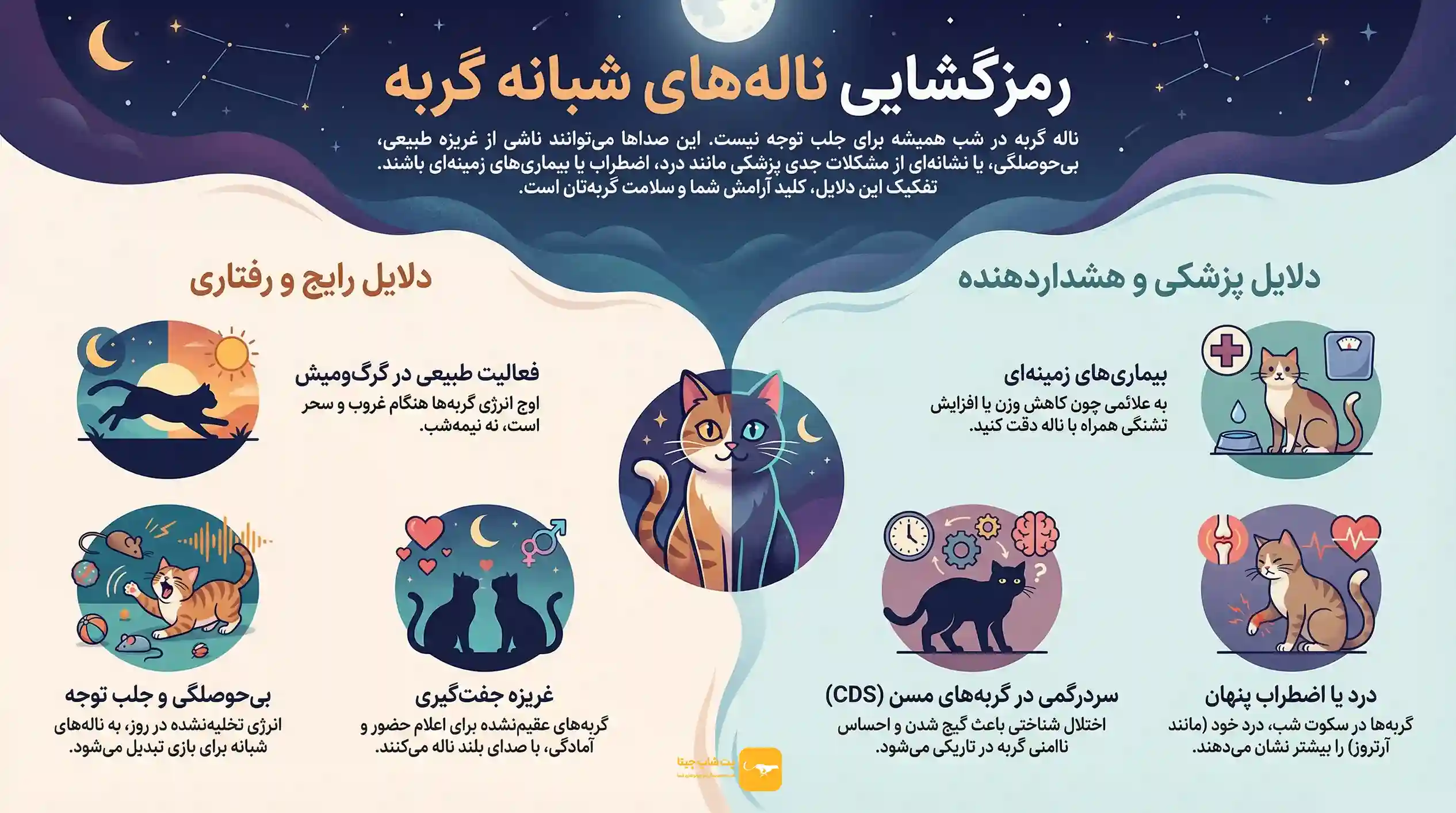 اینفوگرافی علت ناله گربه در شب شامل دلایل رفتاری، پزشکی و محیطی