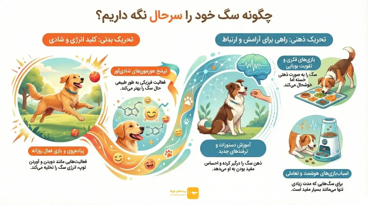 چگونه سگ را سرحال کنیم؟ راهکار عملی
