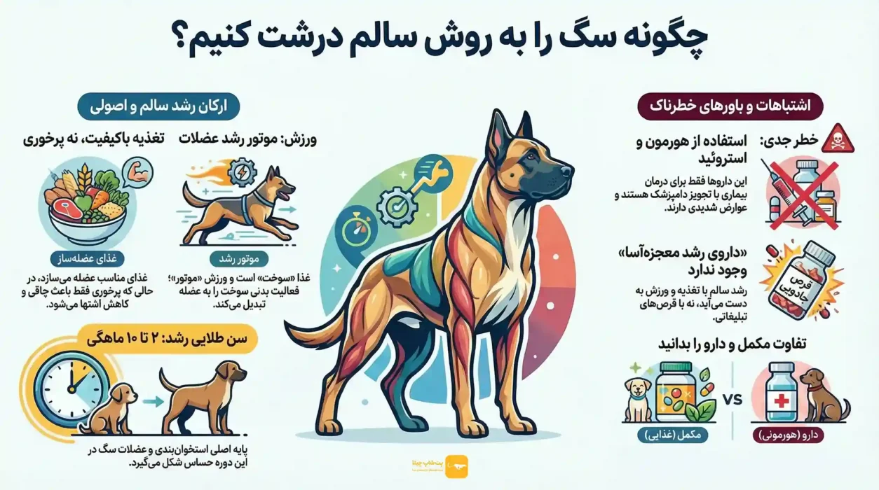 اینفوگرافی چگونه سگ را درشت کنیم؟