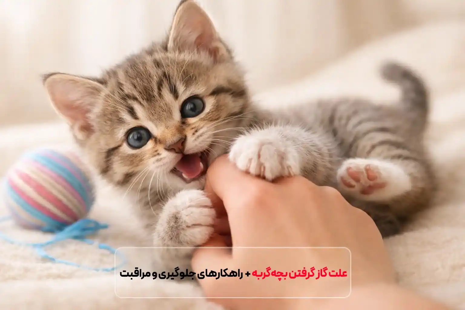 علت گاز گرفتن بچه‌گربه | راهکارهای جلوگیری و مراقبت پس از گاز