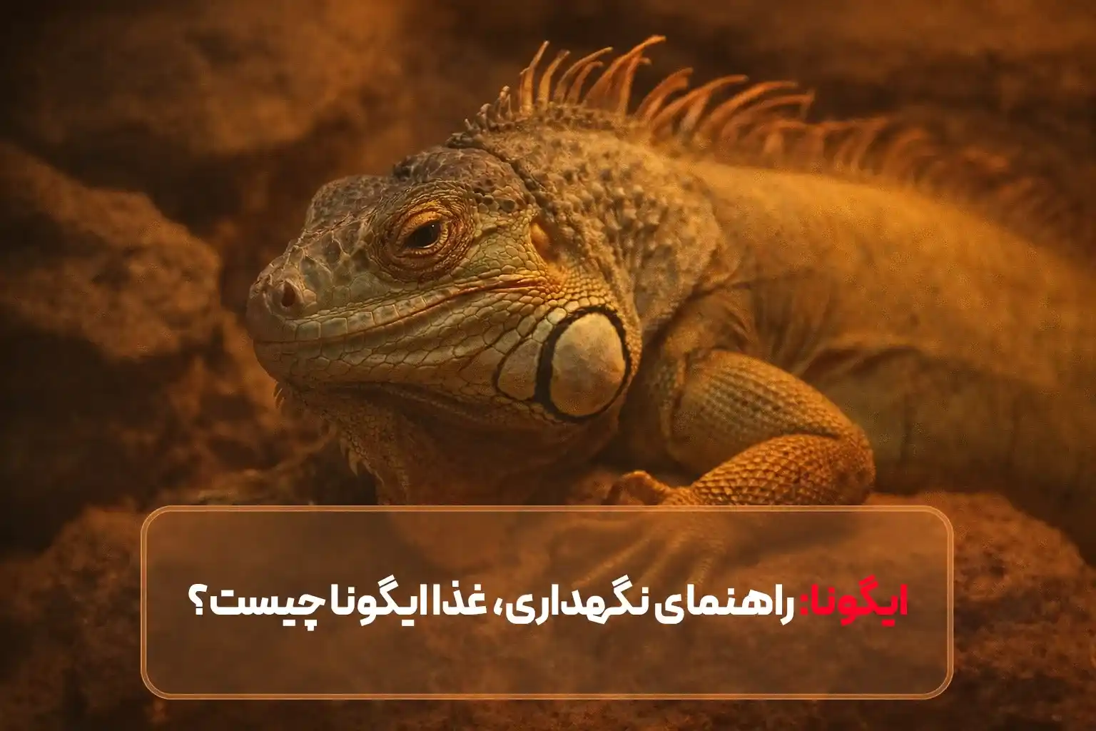ایگونا: معرفی، شرایط نگهداری، غذای ایگونا چیست؟ و نکات ایمنی