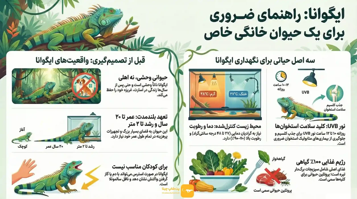 اینفوگرافی ایگونا: راهنمای نگهداری، غذا ایگونا چیست؟ و خطرات آن