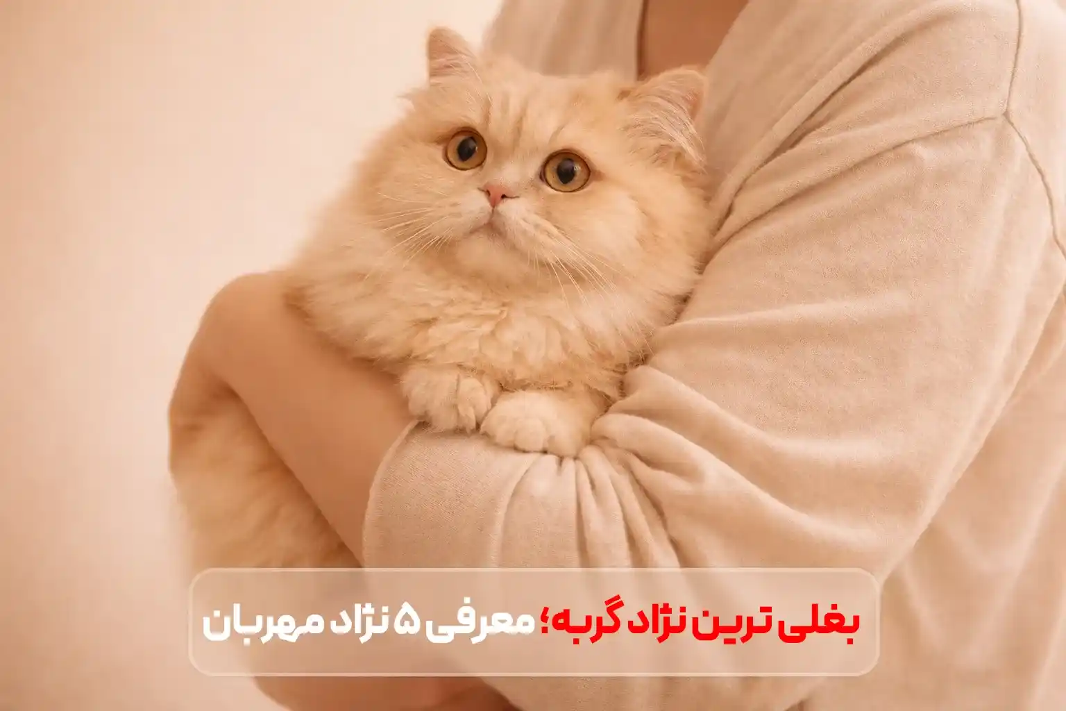 بغلی ترین نژاد گربه؛ معرفی 5 نژاد فوق‌العاده مهربان و خرخرو