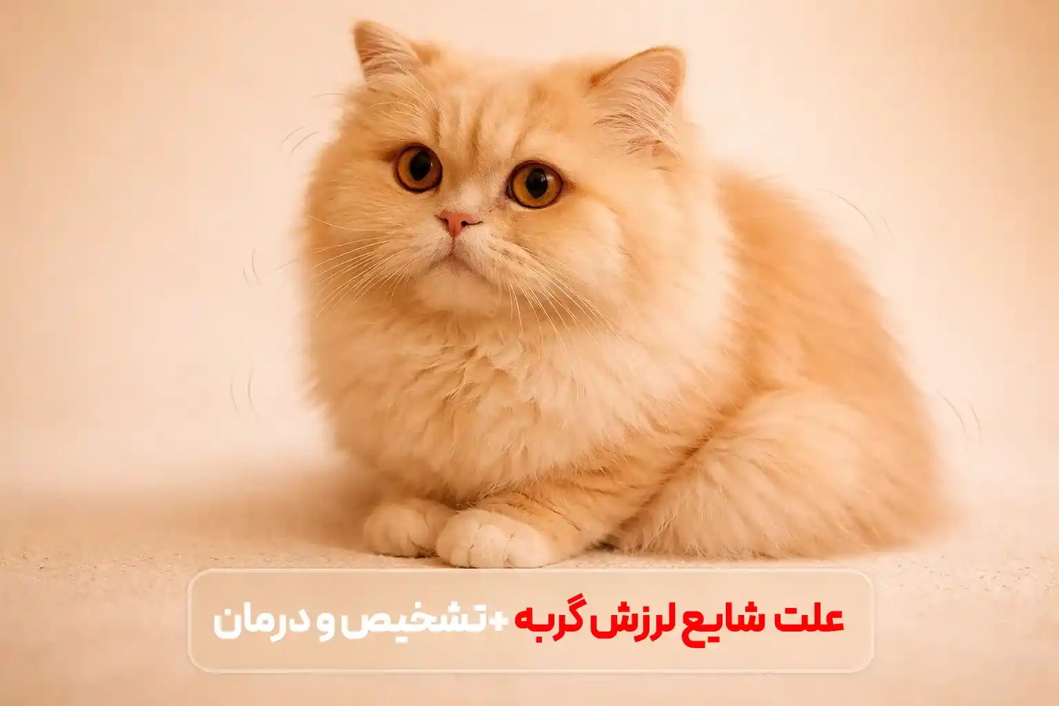 علت لرزش گربه؛ از استرس تا مسمومیت + درمان