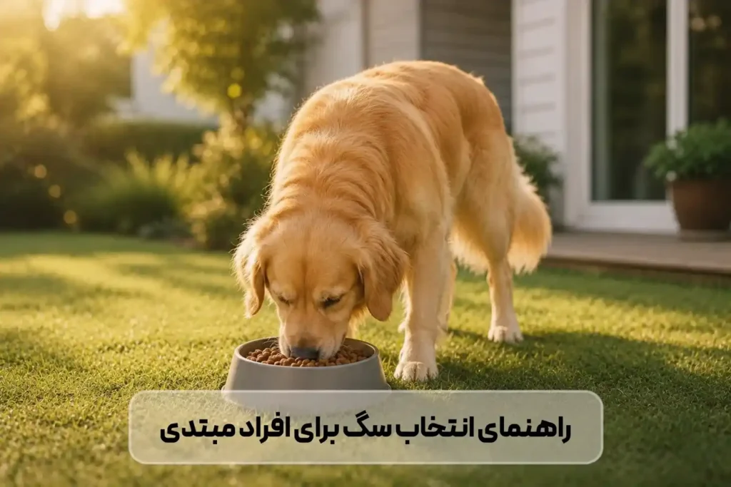 بهترین نژاد سگ برای افراد مبتدی؛ برای شروع چه سگی بگیرم؟ + مقایسه نژادهای مناسب و نامناسب