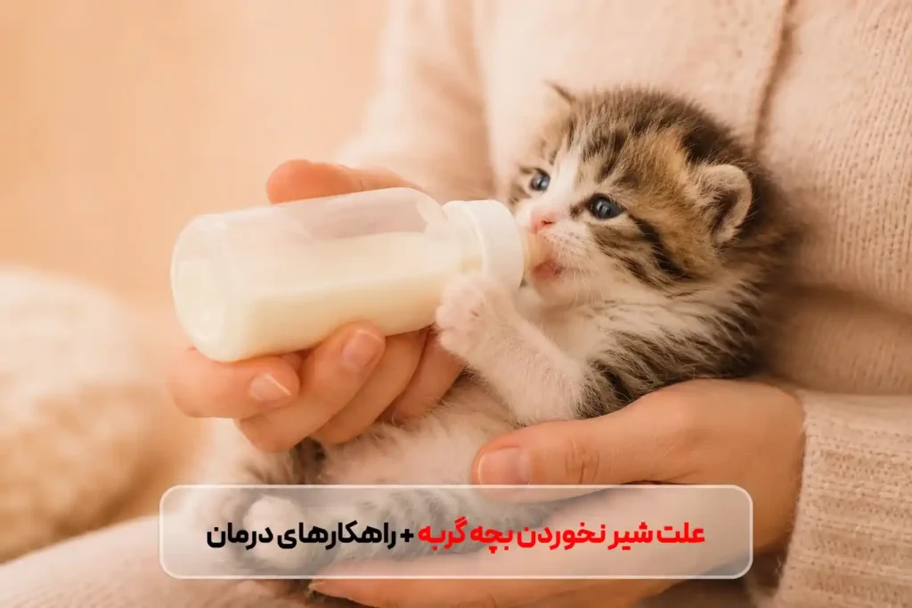 علت شیر نخوردن بچه گربه چیست؟ بررسی دلایل، علائم خطر و راهکارهای درمان