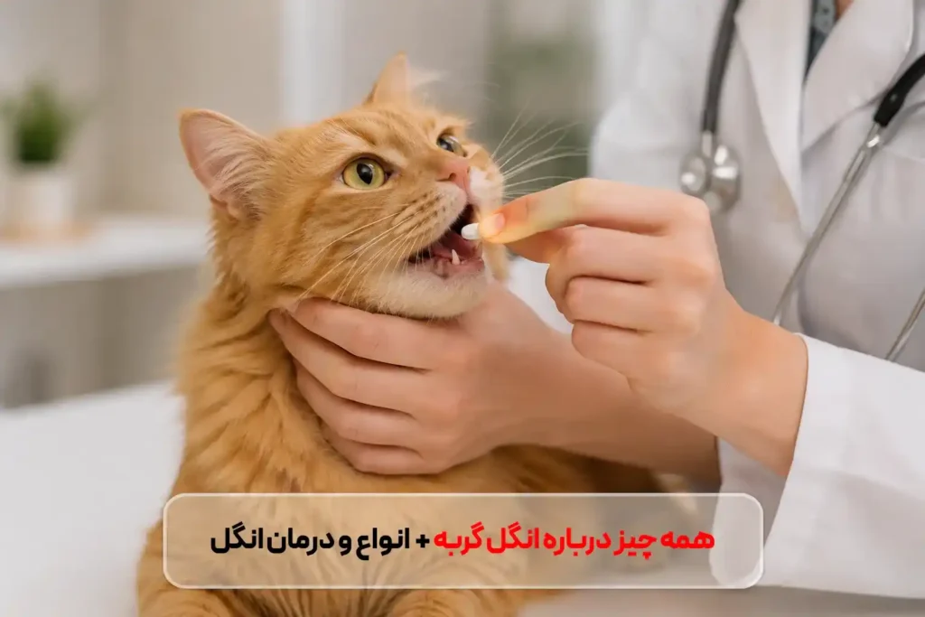 همه چیز درباره انگل گربه + انواع ، زمان و طریقه مصرف ضد انگل گربه