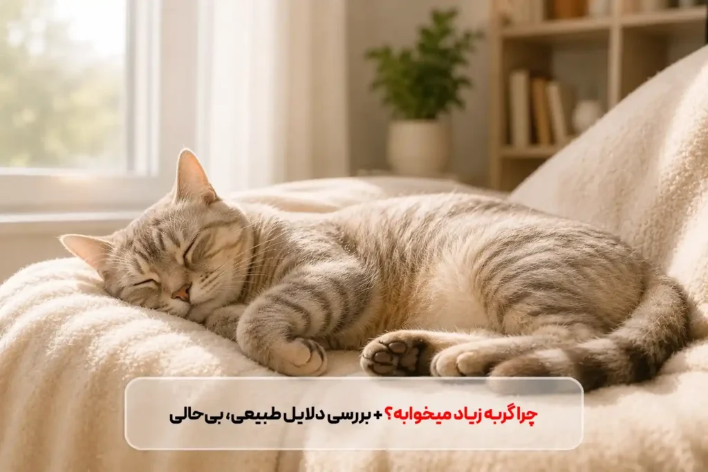 چرا گربه زیاد میخوابه؟