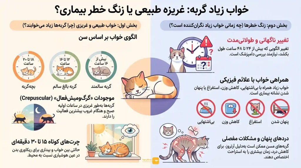 اینفوگرافیک علت زیاد خوابیدن گربه