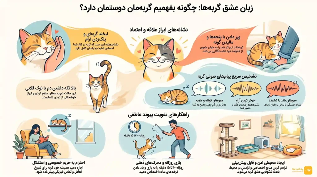 اینفوگرافی نشانه های علاقه گربه به انسان