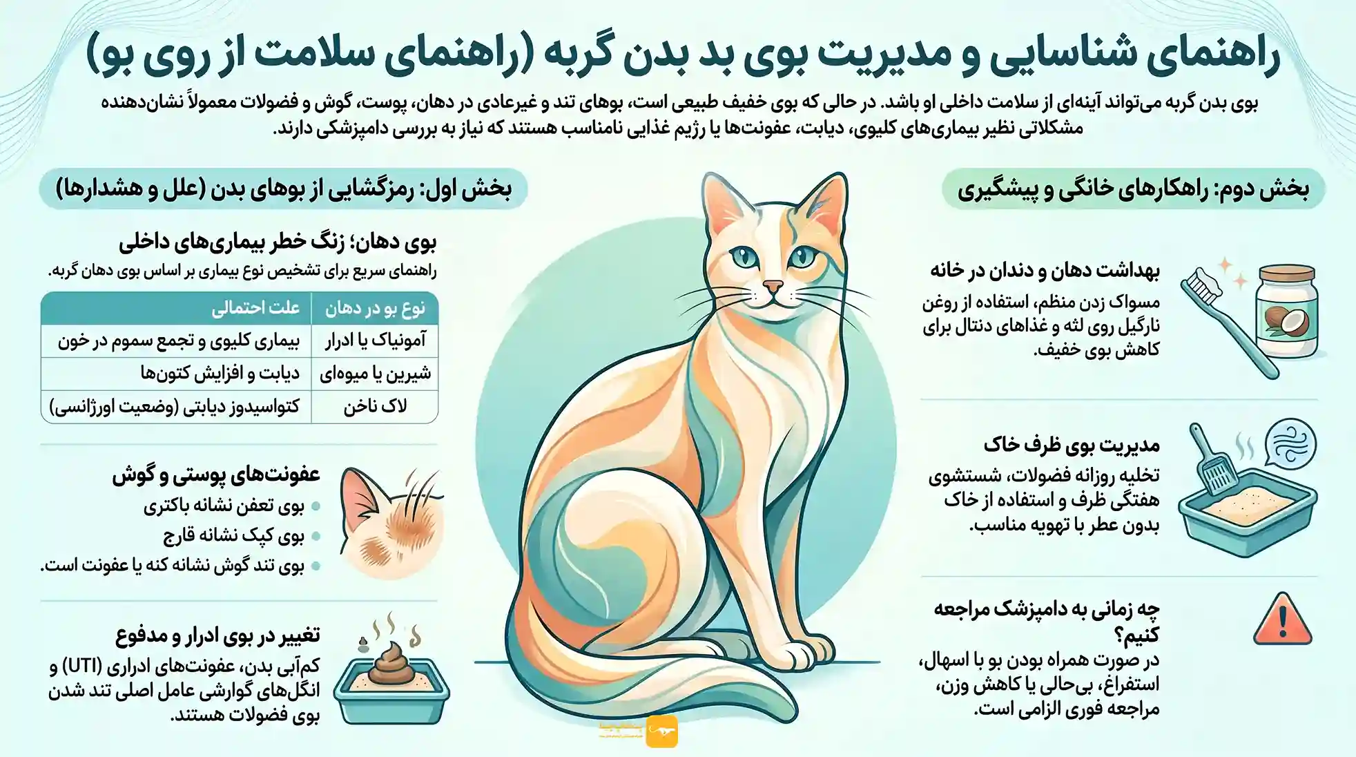 اینفوگرافیک علت بوی گربه و بچه گربه